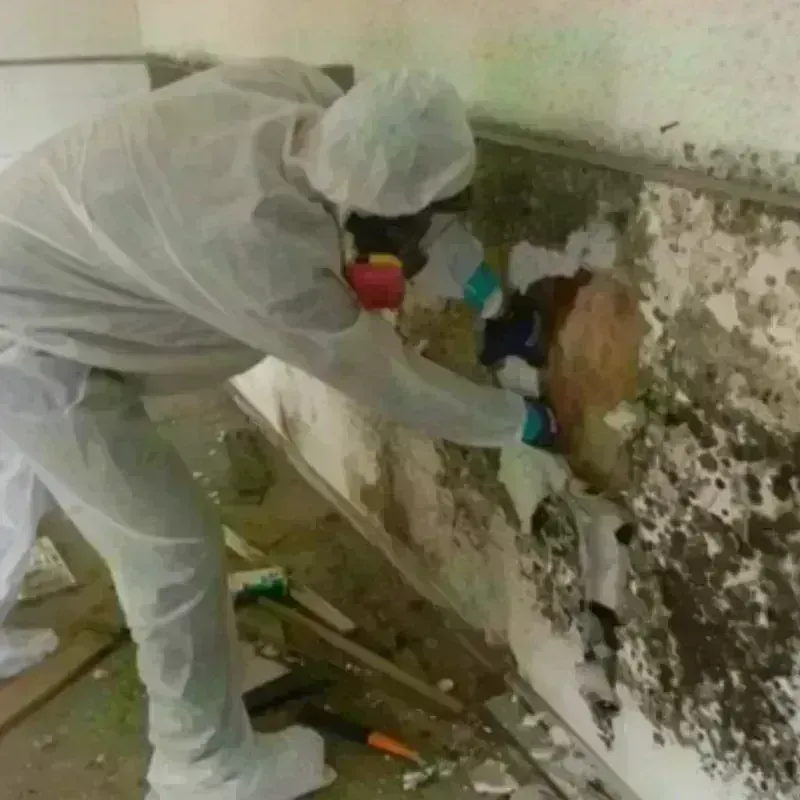 Mold Remediation and Removal in Chippewa County, WI